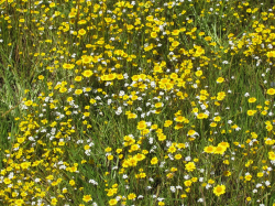 Photo taken at Fort Ord National Monument with Plagiobothrys chorisianus var. hickmanii © 2011 Dylan Neubauer. 